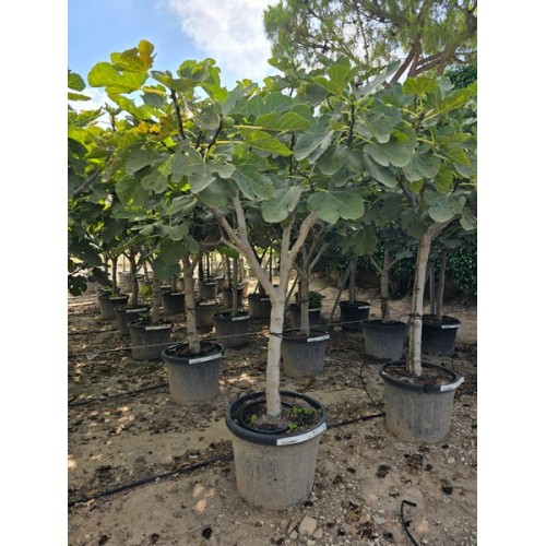 Ficus carica 1/2 copa 35 lt